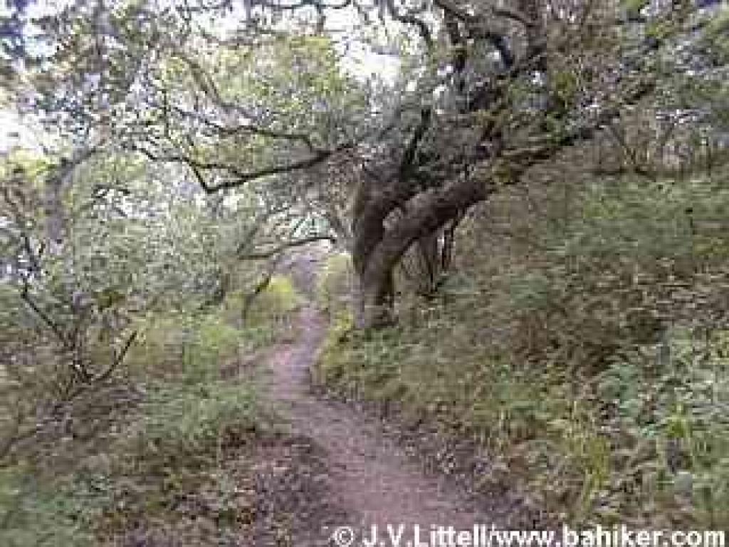 Live Oak Nature Trail