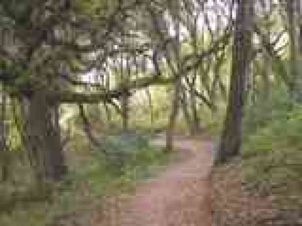 Larry Lane Trail