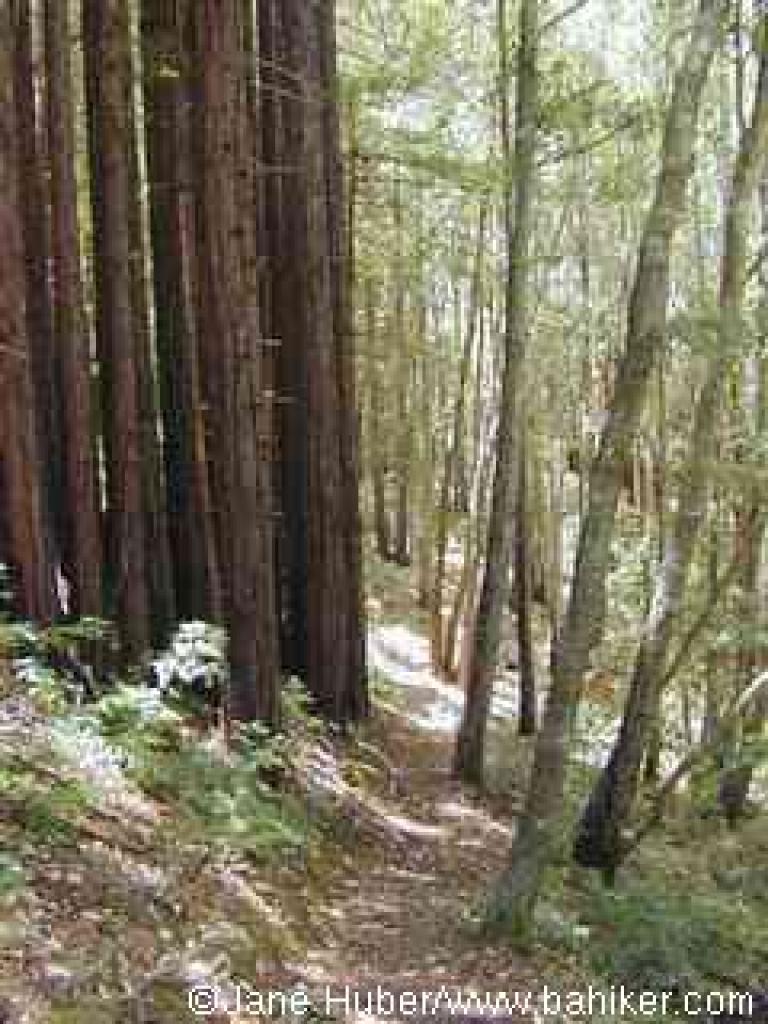 Big Trees Nature Trail