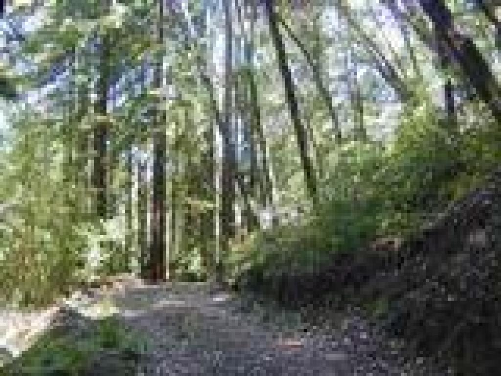 Young redwood forest