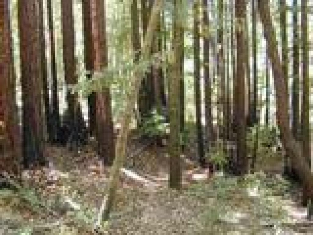 Big Trees Nature Trail