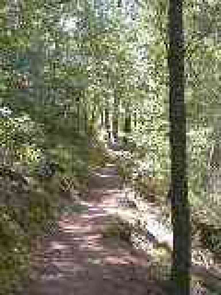 Lond Ridge Trail