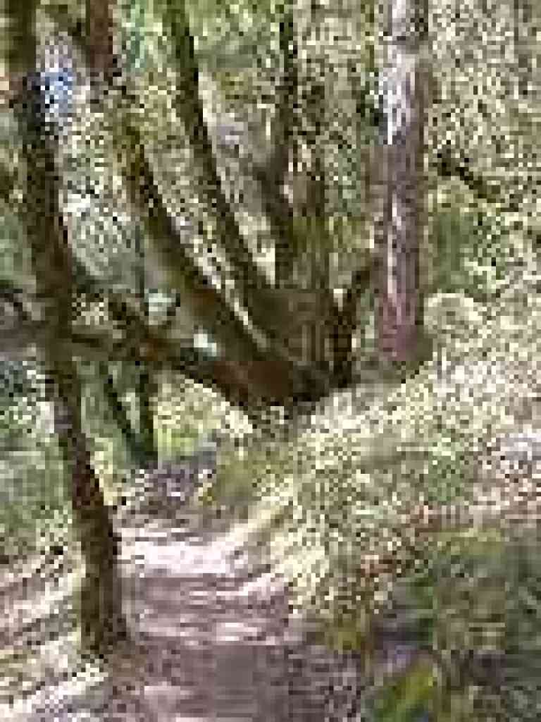 Long Ridge Trail