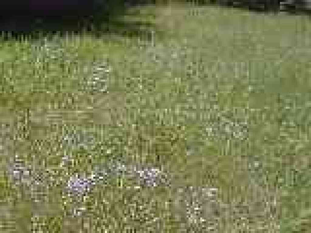 Carpet of flowers