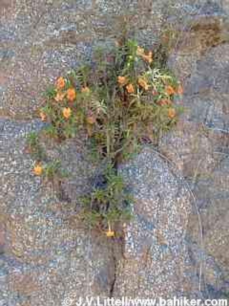 Monkeyflower growing out of granite