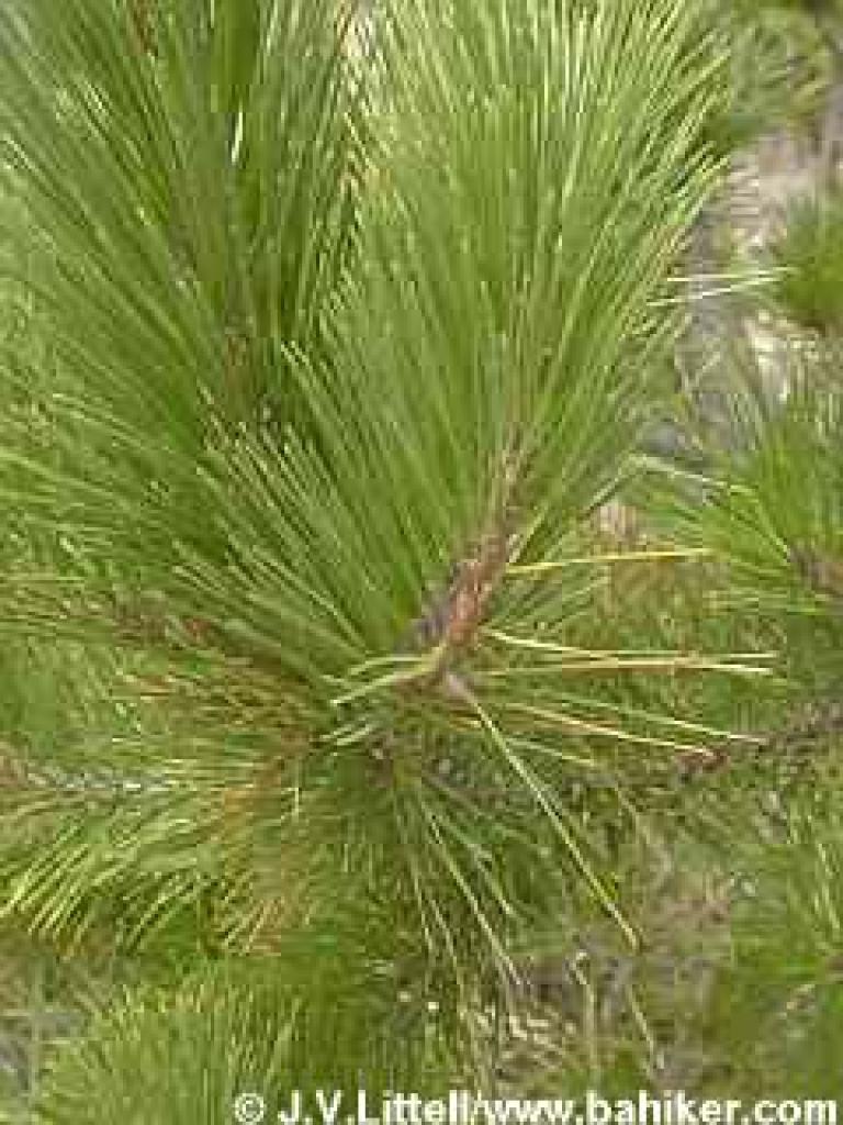 Monterey pine photo