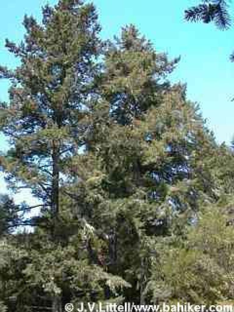 Douglas fir photo