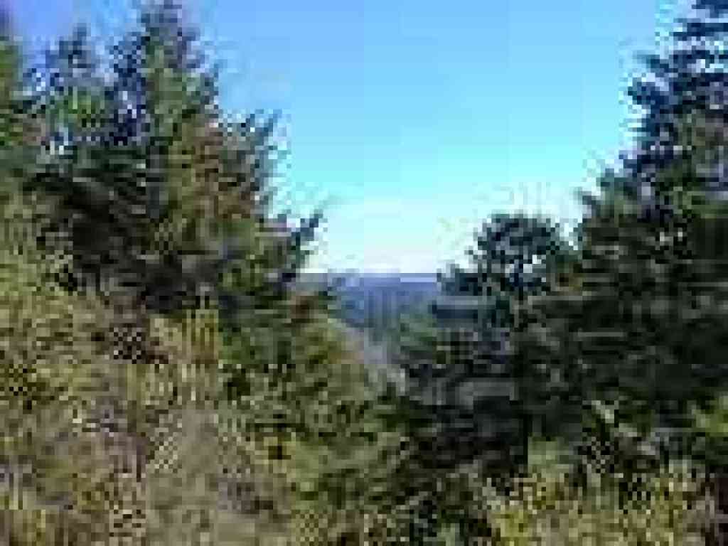 View through the Douglas firs