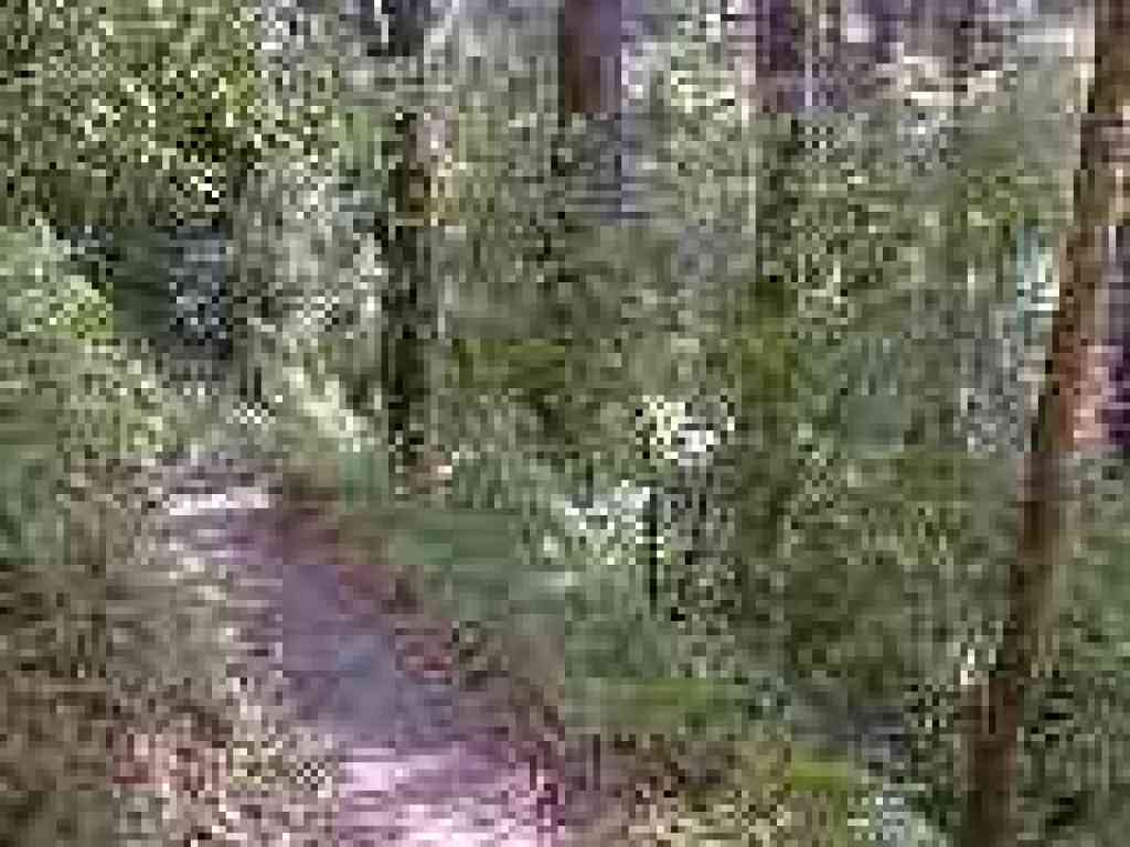 Mount Ellen Nature Trail