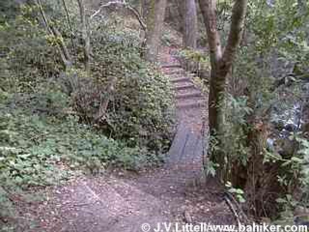 Trail through the woods