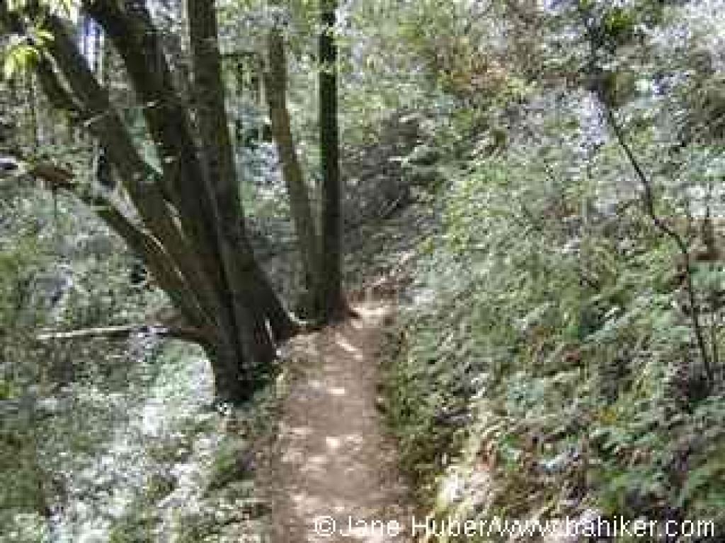 Lookout Trail