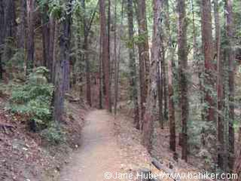 Lookout Trail