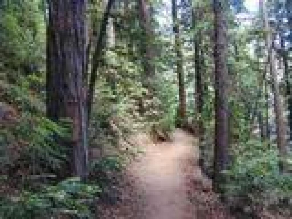 Winding through redwoods