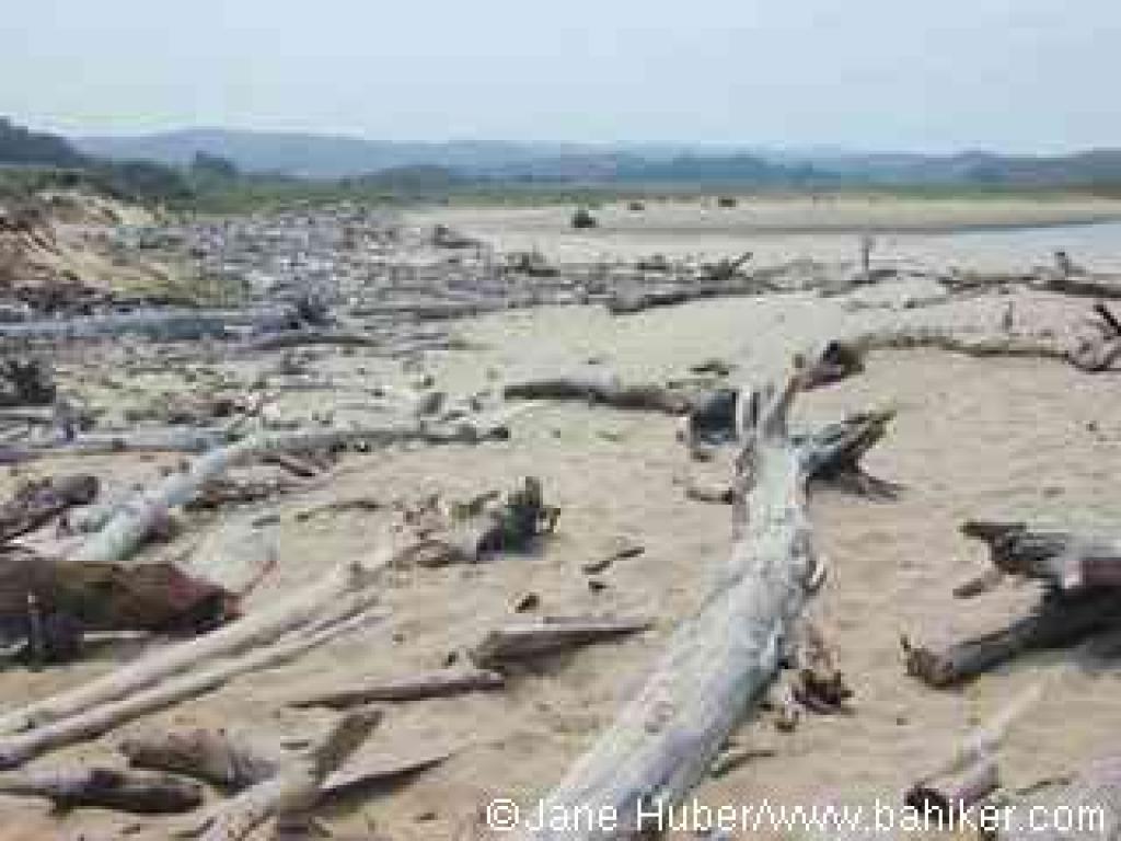 Driftwood along the shore of Pescadero Creek