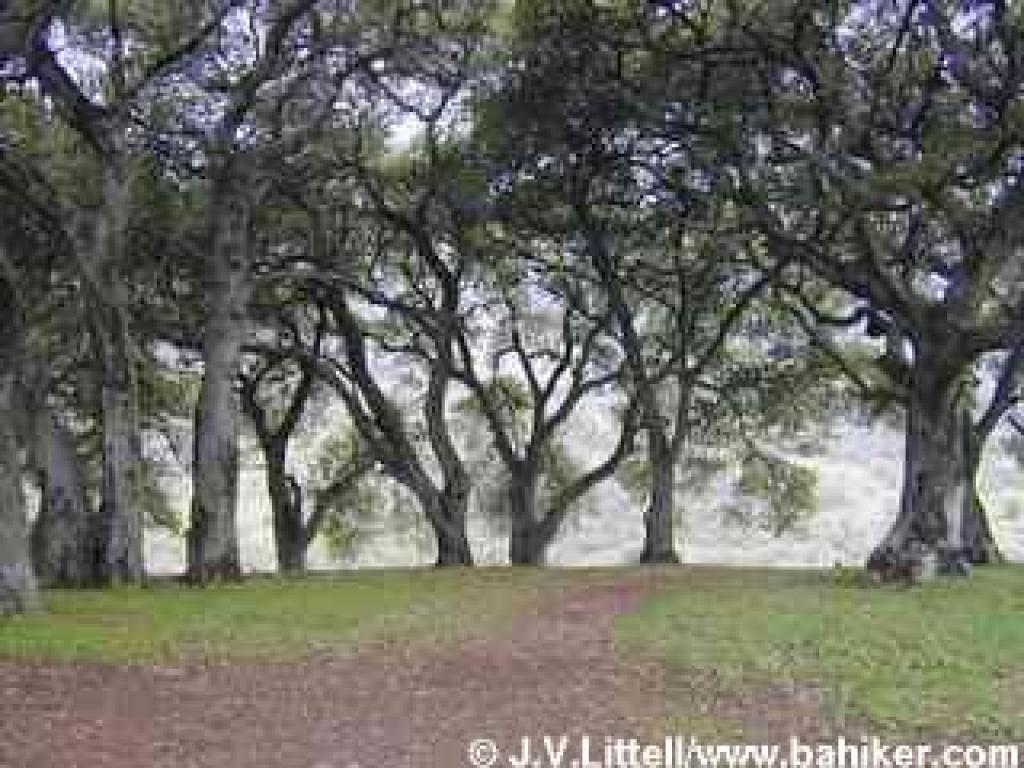 Coast live oaks on the hilltop