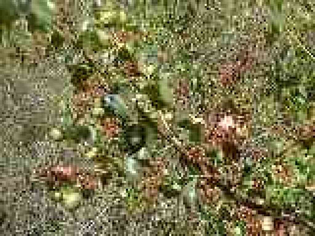 Holly-leaf cherry