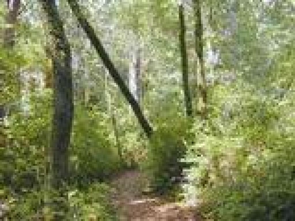 Path through woods