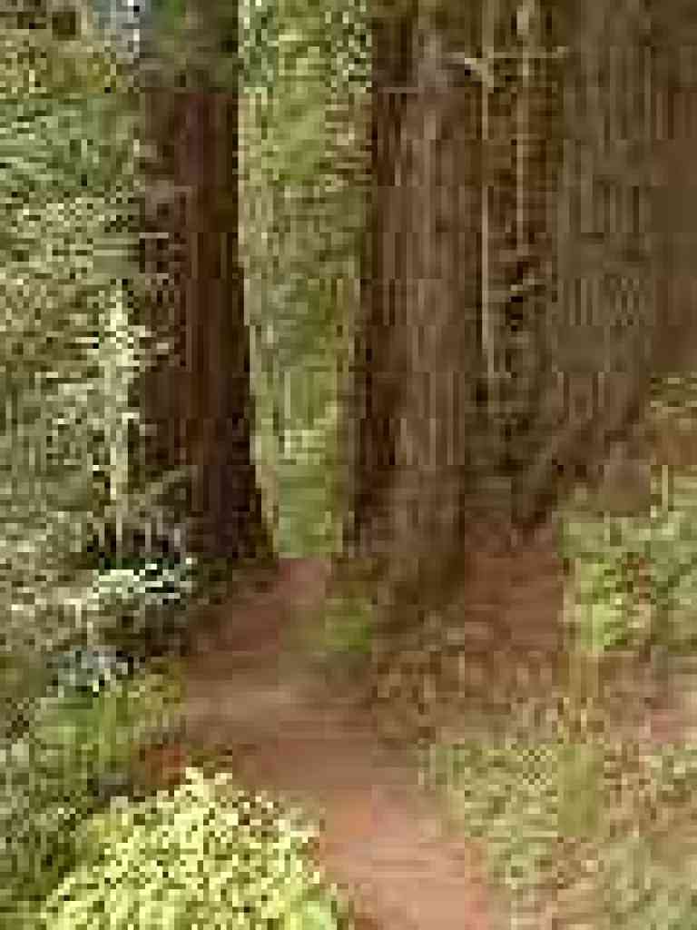 Squeezing through redwoods