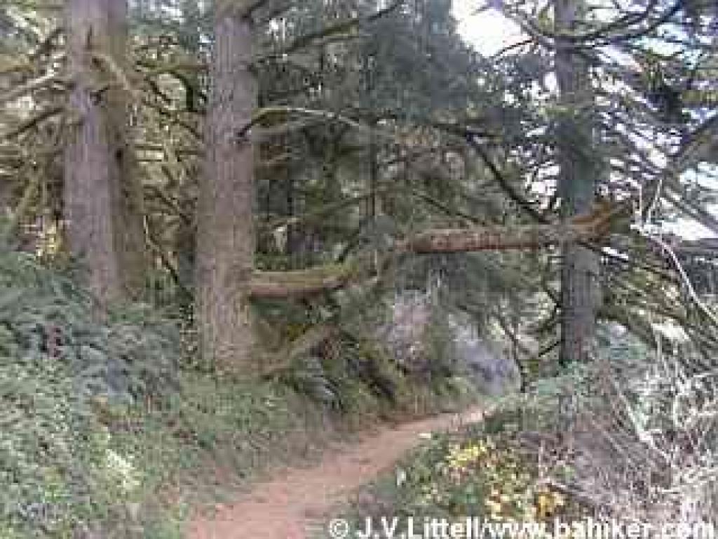 Photo of Whittemore Gulch Trail