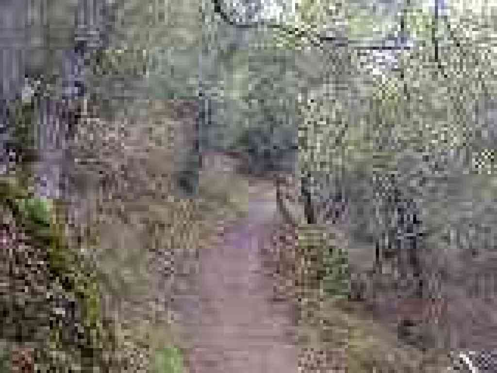 Photo of trail through woods