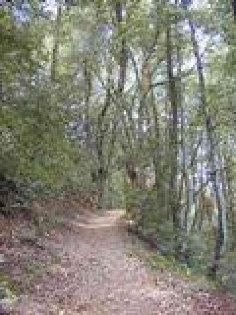 Tanoak lined trail