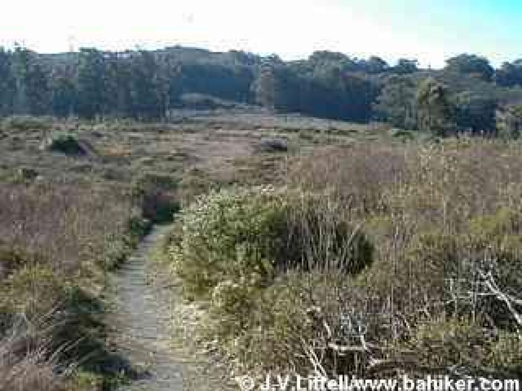 Bog Trail