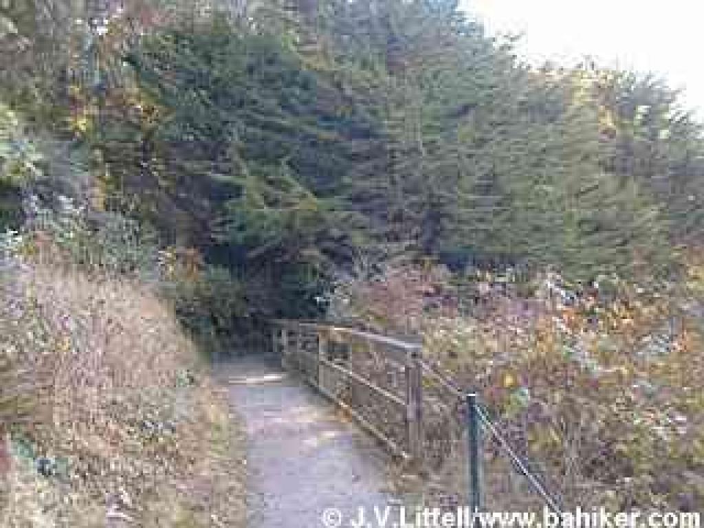 Bog Trail