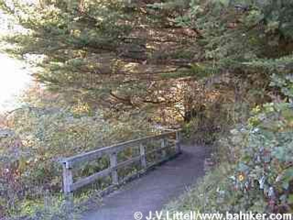 Bog Trail