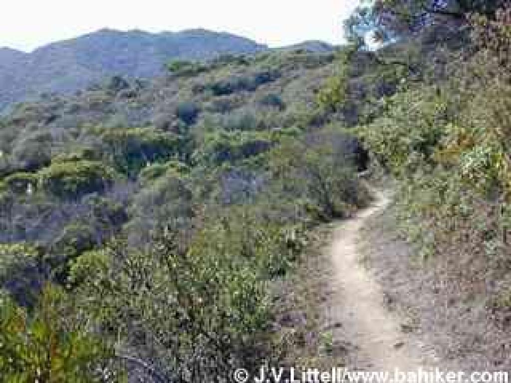 Chaparral on Montara Mountain Trail