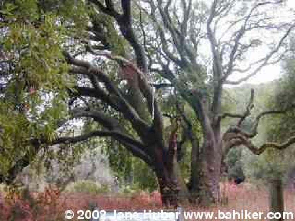Jepson Laurel