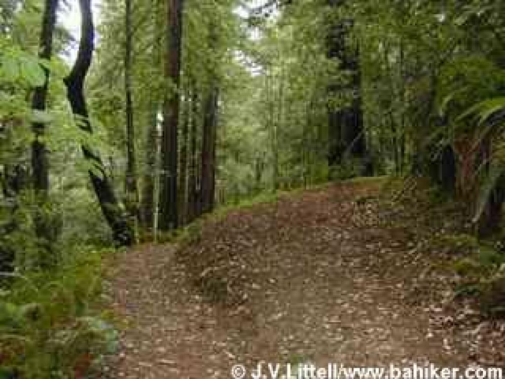 Junction of Big Tree and Heritage Grove Trail