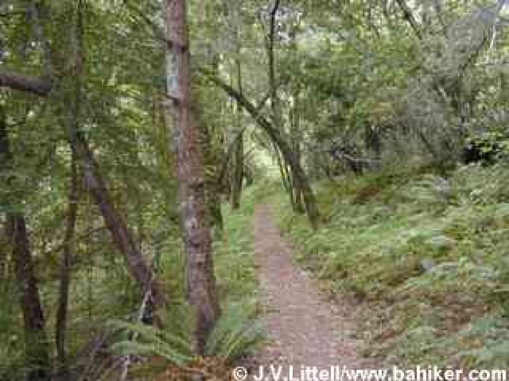 Mixed woods on Heritage Grove Trail