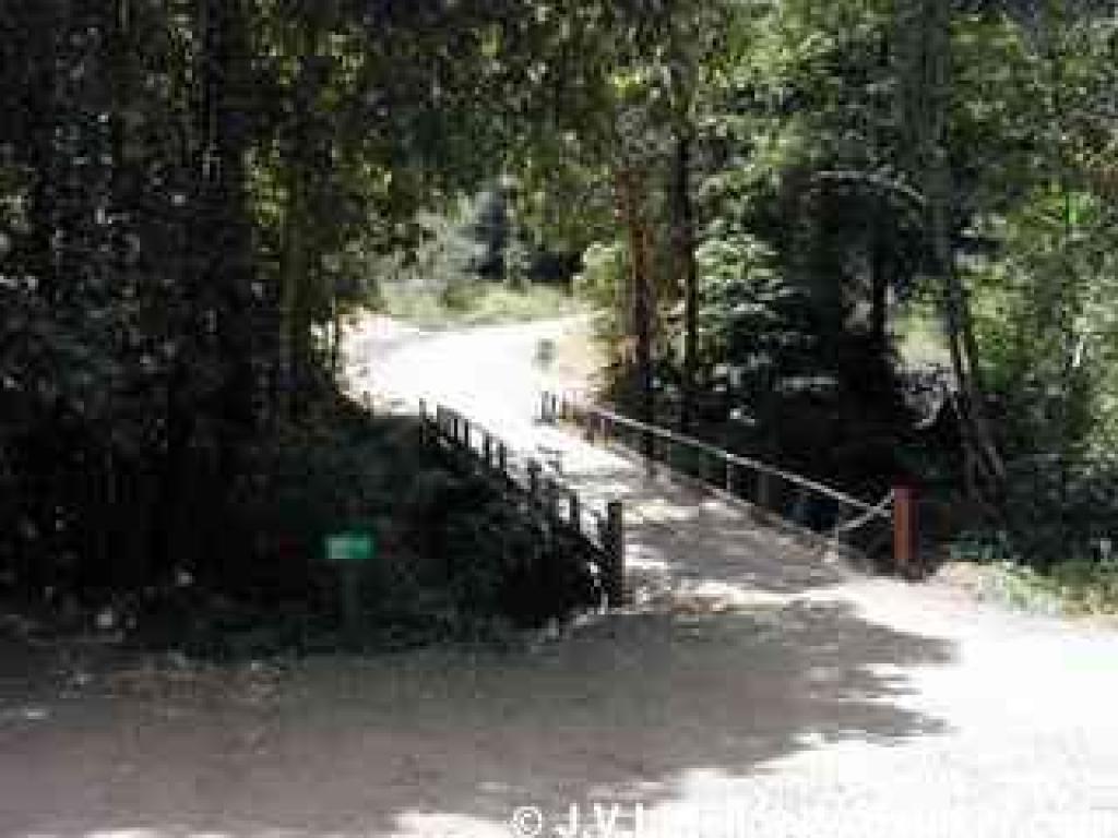 Bridge marks the entrance to the forest