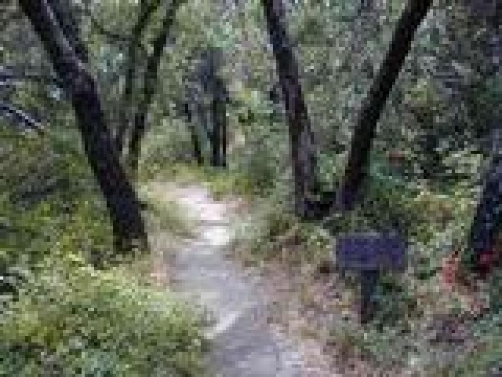 Oaks and madrones line the trail