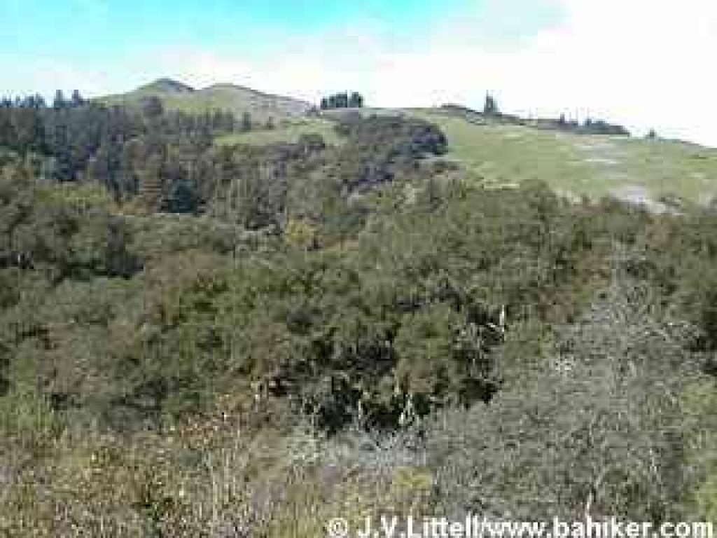 View to Windy Hill from Hamms Gulch Trail