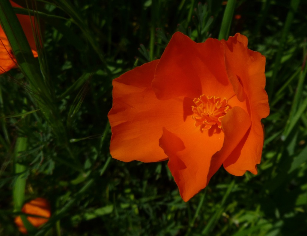 Bay Area Hiker Wildflowers
