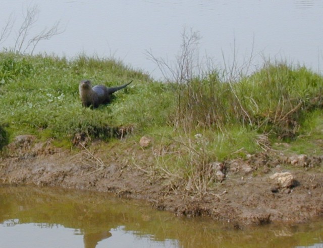 Bay Area Hiker: Grizzly Island Wildlife Area