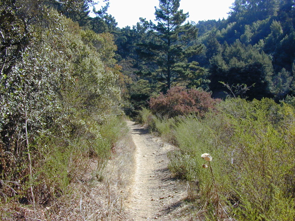 Sequoia bayview clearance trail