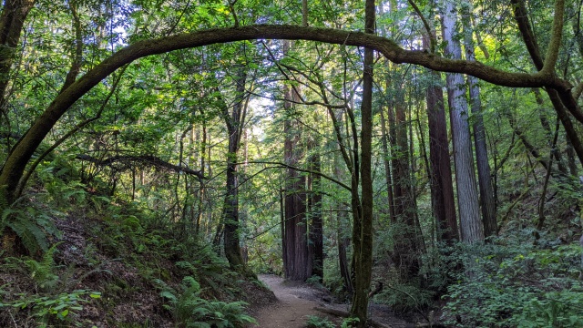 Dawn Falls Trail