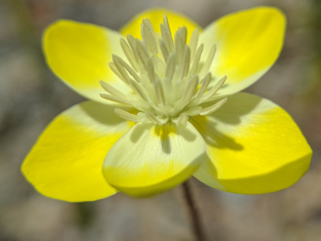 Bay Area Hiker Wildflowers