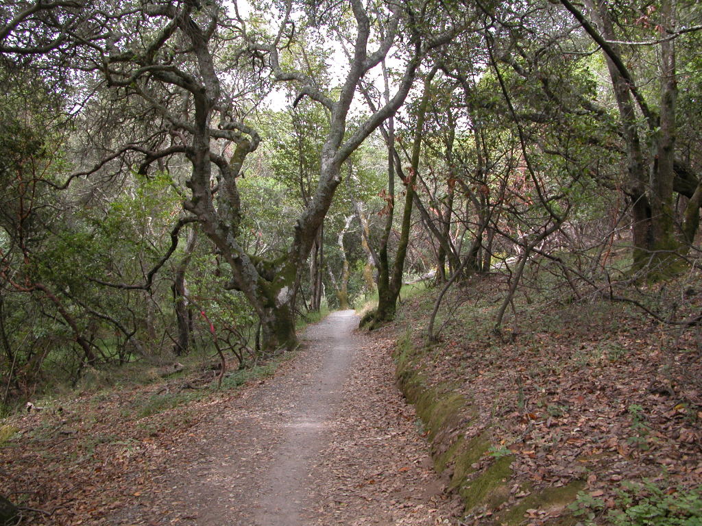 Bay Area Hiker China Camp State Park