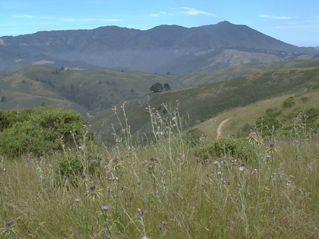 Bay Area Hiker Muir Beach View North To Mount Tamalpais Ridgeline