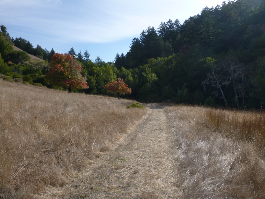 Bay Area Hiker: Devil's Gulch: Samuel P. Taylor State Park