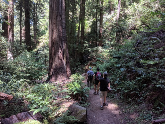 View Samuel Taylor State Park Images