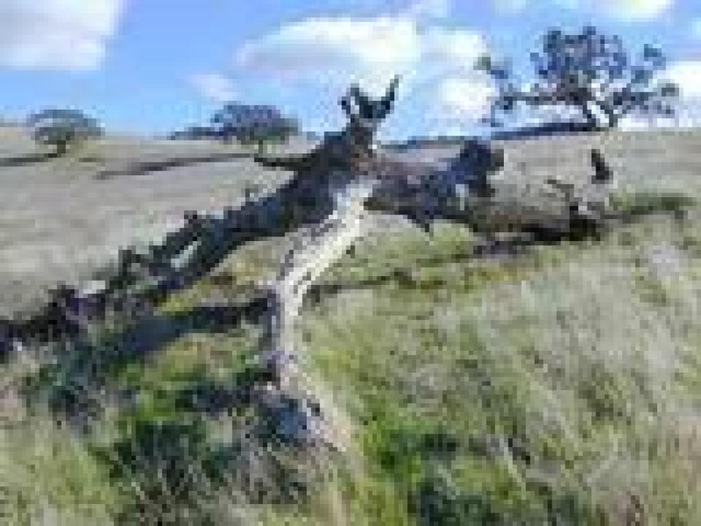 Oak stump