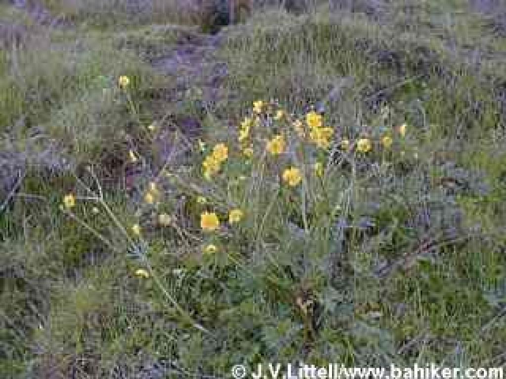 California buttercups photo