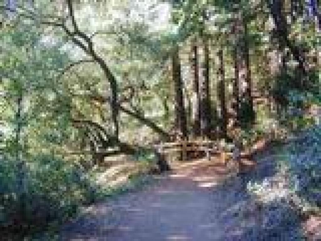 A graceful coast live oak along the trail
