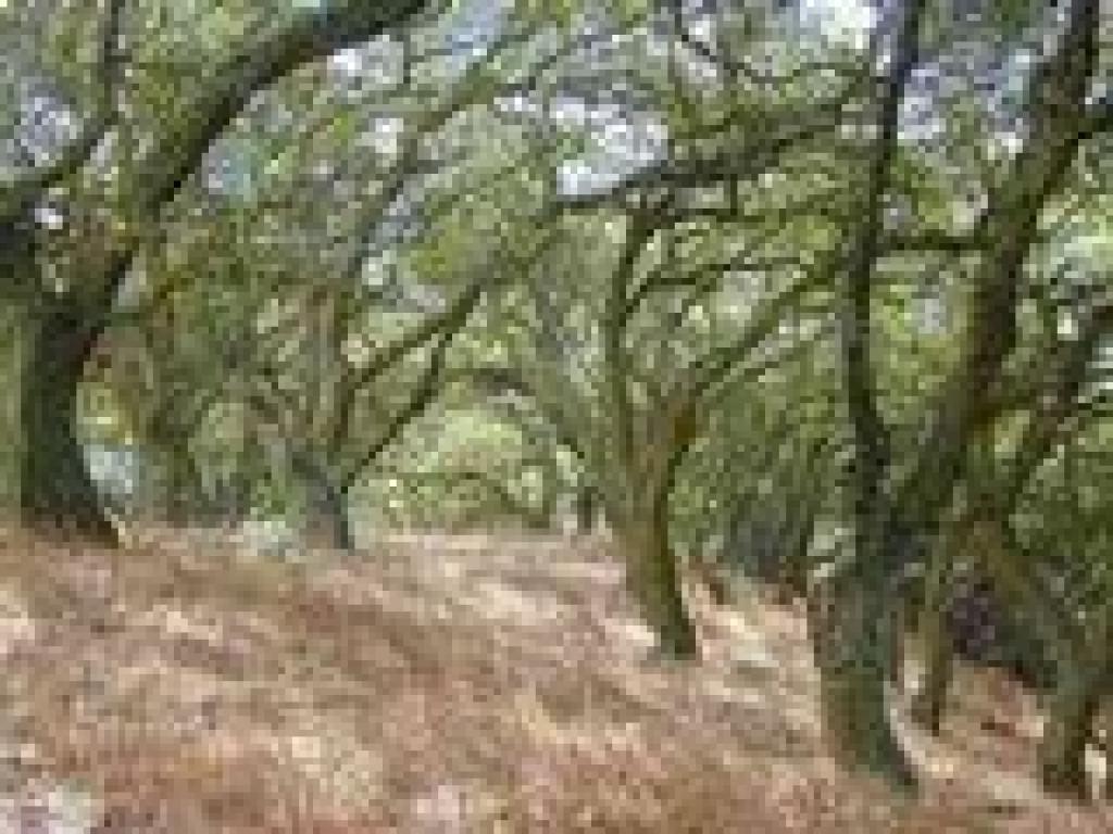 Coast live oaks