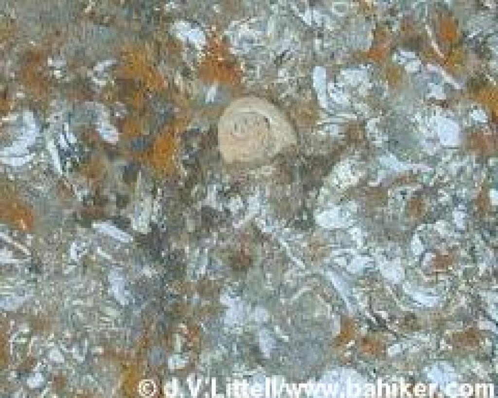 Seashell embedded in rock at Las Trampas