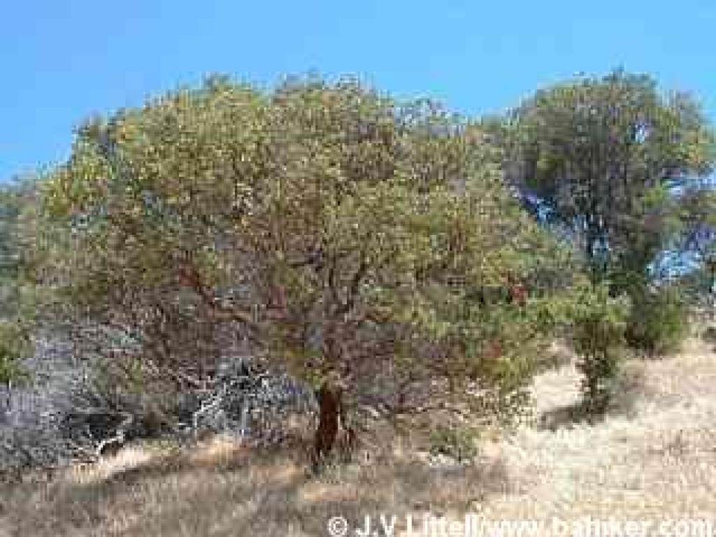 Older manzanitas grow to tree size
